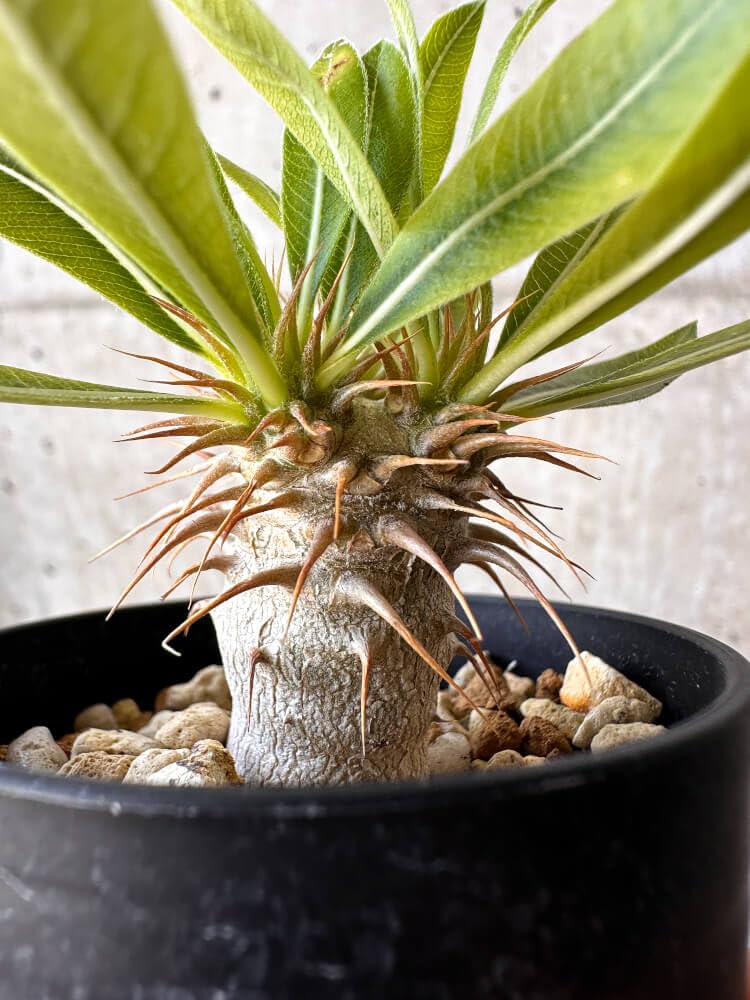 塊根植物 パキポディウム マカイエンセPachypodium Makayense Pachypodium makayense - パキポディウム・マカイエンセ – VALIANT